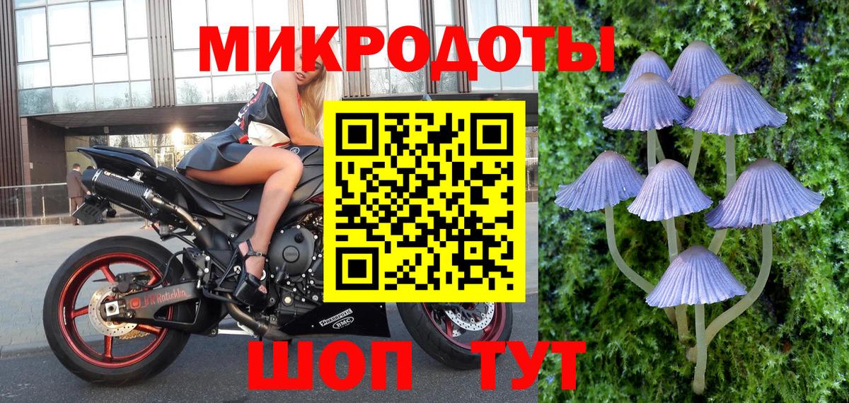 Галлюциногенные грибы Psilocybe Костомукша